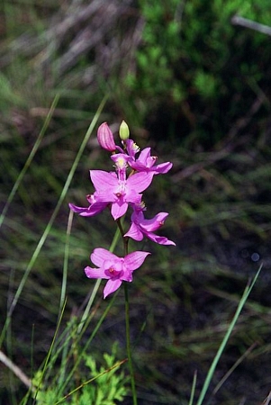 Grass pink orchid