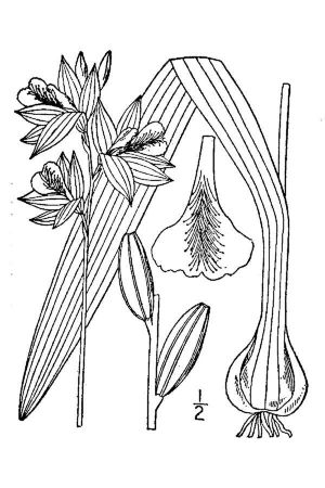 Grass pink orchid