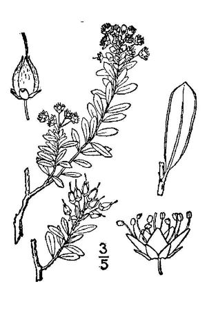 Sand myrtle