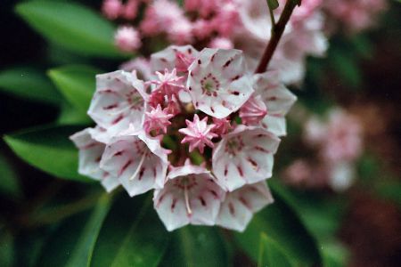 Mountain laurel