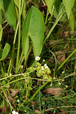 Sagittaria latifolia 