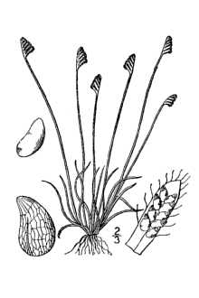Schizaea pusilla
