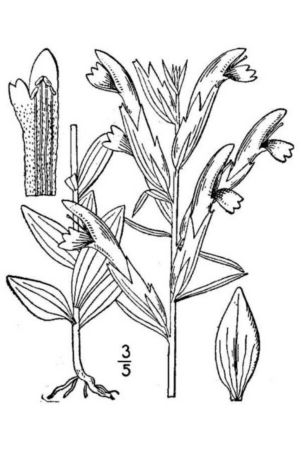 Schwalbea americana