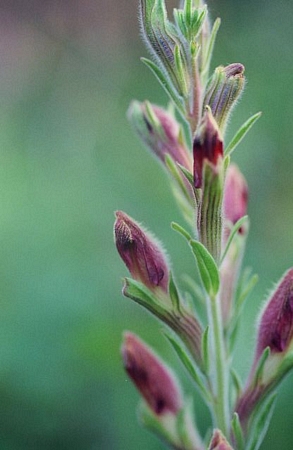 Schwalbea americana