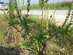 Ambrosia artemisiifolia