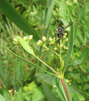 Apocynum cannabinum