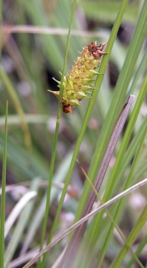 Carex bullata
