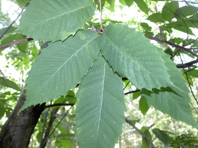 Castanea dentata