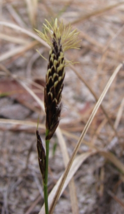 Carex pensylvanica