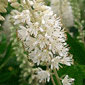 Clethra alnifolia