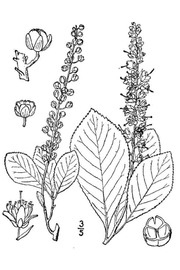 Clethra alnifolia 