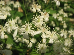 Clematis virginiana
