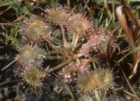 Drosera rotundifolia
