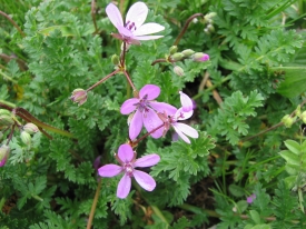 Erodium cicutarium