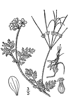Erodium cicutarium