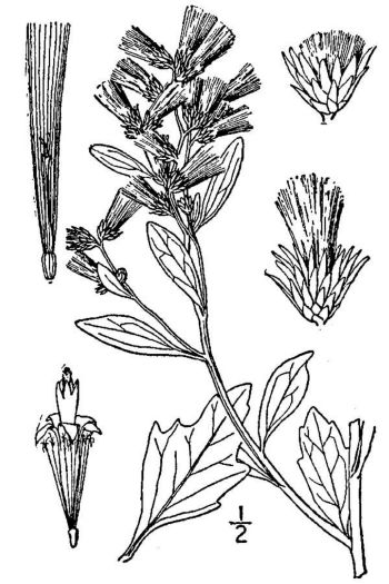 Groundsel bush
