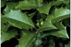 Ilex opaca, USDA plants database