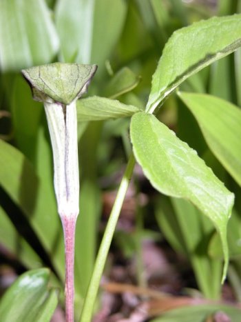 Arisaema triphyllum