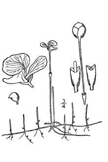 Utricularia resupinata