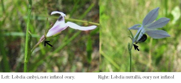 difference between Lobelia canbyi and Lobelia nuttallii