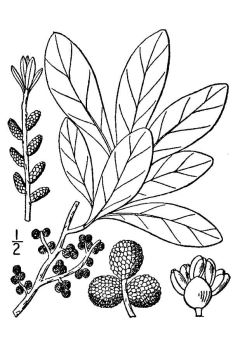 Morella caroliniensis