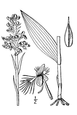 Platanthera cristata