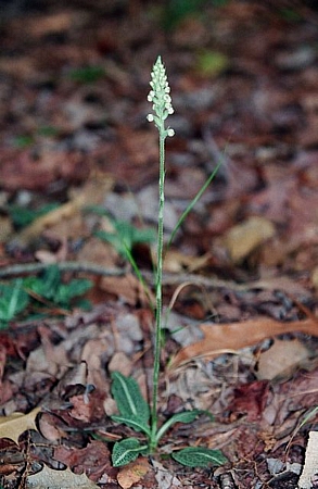 Rattlesnake plantain