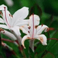 Rhododendron viscosum
