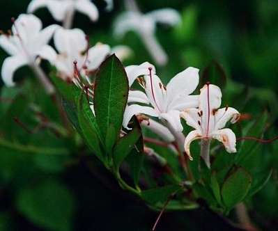 Rhododendron viscosum 