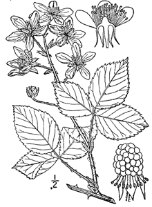 Rubus pensilvanicus