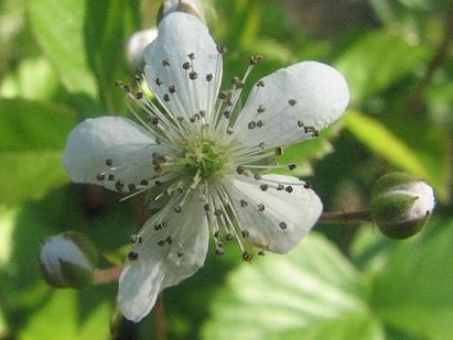 Rubus hispidus 