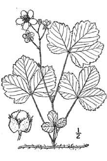 Rubus hispidus 