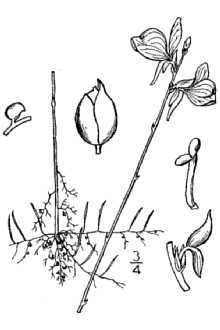 Utricularia cornuta 