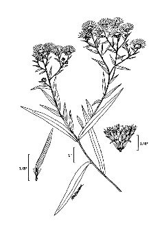 Symphyotrichum novi-belgii  