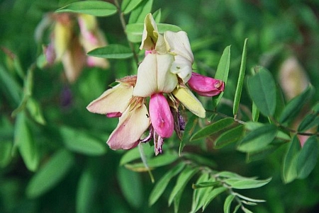 tephrosia virginiana