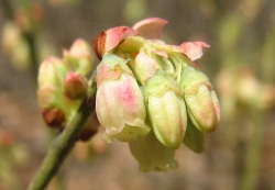 Vaccinium corymbosum