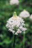 Turkeybeard