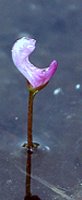 Utricularia resupinata