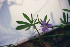 Viola brittoniana