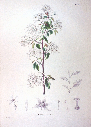 Amelanchier canadensis