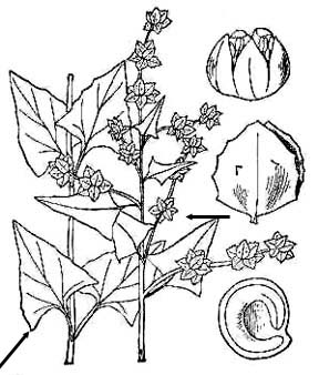 Atriplex patula