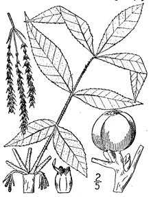 Carya tomentosa