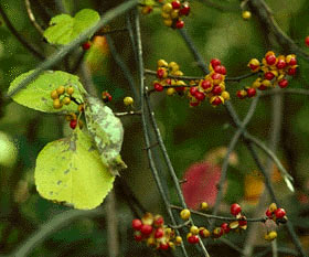 Celastrus orbiculatus 