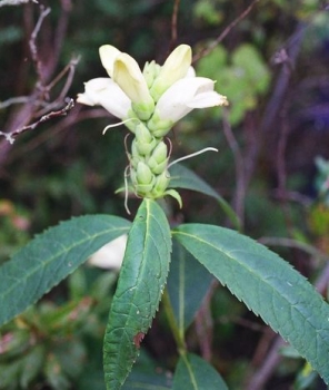 Chelone glabra