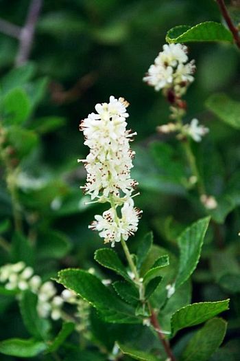 Clethra alnifolia 