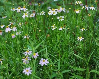 Coreopsis rosea 