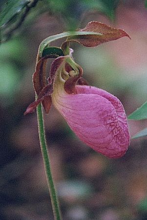 Cypripedium acaule