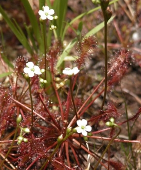 Drosera intermedia