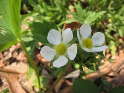 Fragaria virginiana