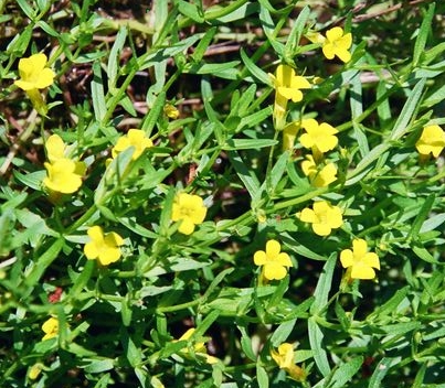 Gratiola aurea